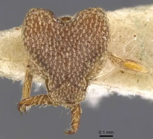 Strumigenys chapmani - CASENT0912852