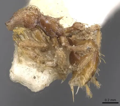 Strumigenys chapmani - CASENT0912852