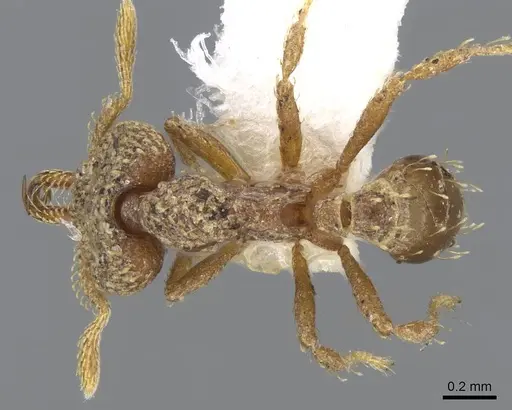 Strumigenys chapmani - CASENT0914785