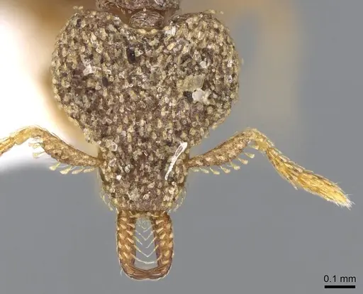 Strumigenys chapmani - CASENT0914785