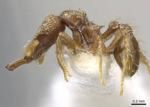 Strumigenys chapmani - CASENT0914785