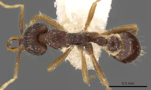 Strumigenys chareta specimen