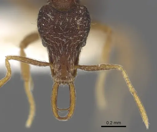 Strumigenys chareta specimen