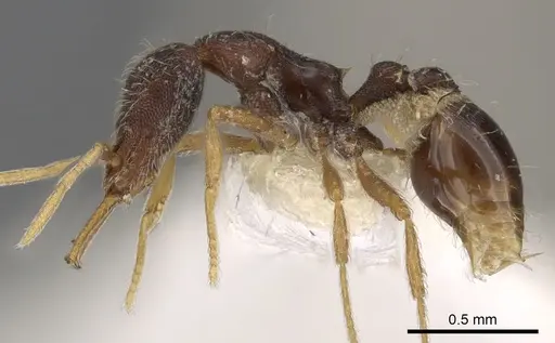 Strumigenys chareta specimen