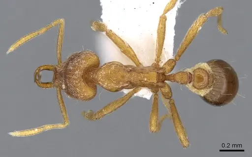 Strumigenys chareta - CASENT0914786