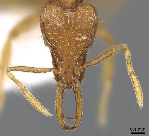 Strumigenys chareta - CASENT0914786