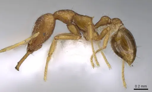 Strumigenys chareta - CASENT0914786