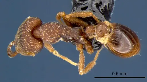 Strumigenys chareta - CSIRONC0171