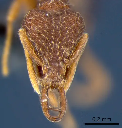 Strumigenys chareta - CSIRONC0171