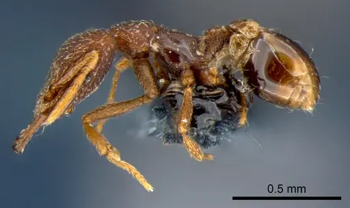 Strumigenys chareta - CSIRONC0171