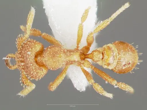 Strumigenys charino specimen