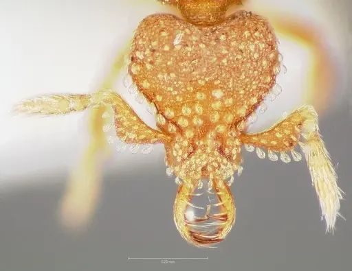 Strumigenys charino specimen