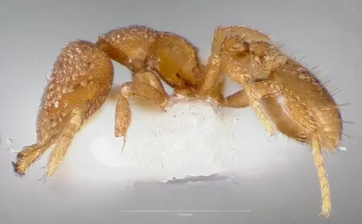 Strumigenys charino specimen