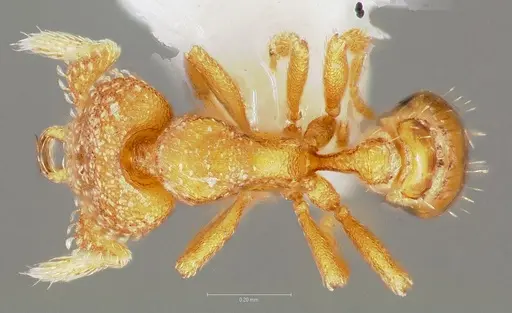 Strumigenys charino - CASENT0005507