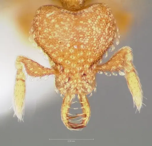 Strumigenys charino - CASENT0005507