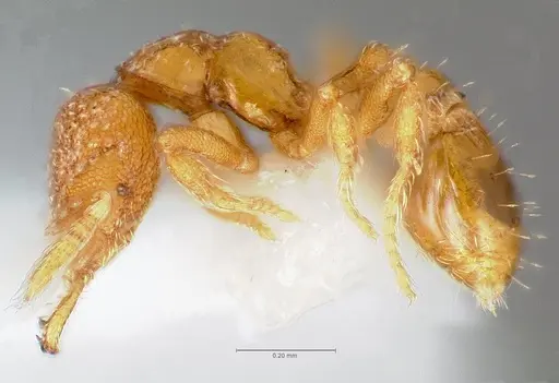 Strumigenys charino - CASENT0005507