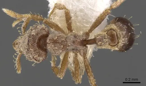 Strumigenys charino - CASENT0900114