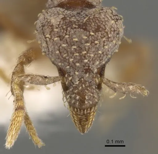 Strumigenys charino - CASENT0900114