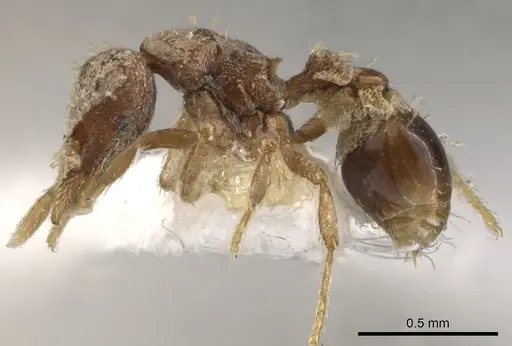 Strumigenys charino - CASENT0900114