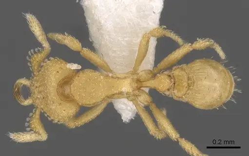 Strumigenys charino - CASENT0900644