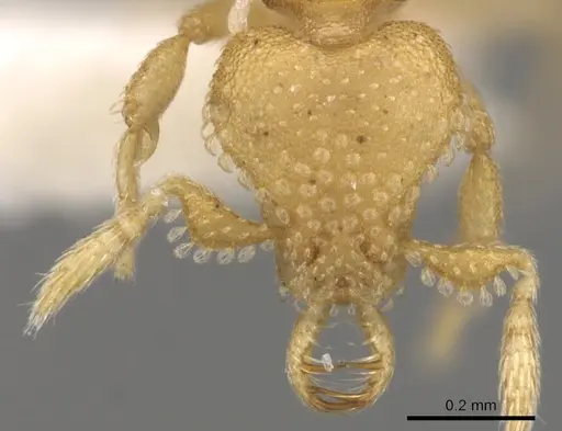 Strumigenys charino - CASENT0900644