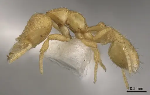 Strumigenys charino - CASENT0900644