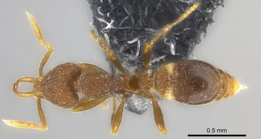 Strumigenys chernovi specimen