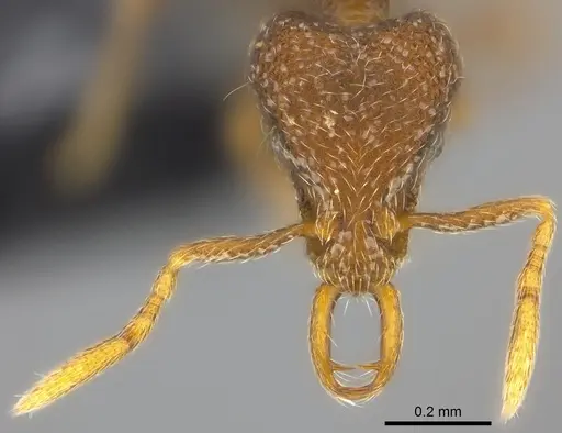 Strumigenys chernovi specimen