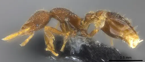 Strumigenys chernovi specimen