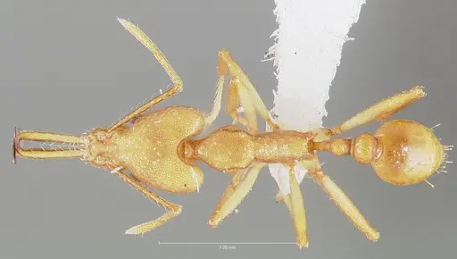 Strumigenys chilo specimen