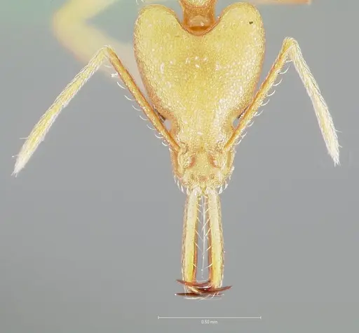 Strumigenys chilo specimen