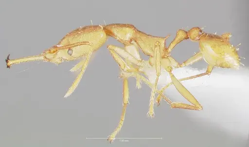 Strumigenys chilo specimen