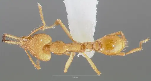 Strumigenys chilo - CASENT0005509