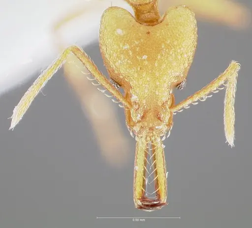 Strumigenys chilo - CASENT0005509