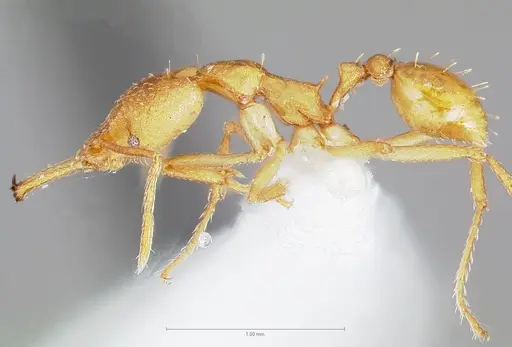 Strumigenys chilo - CASENT0005509