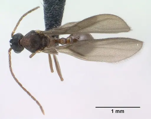 Strumigenys chilo - CASENT0145240