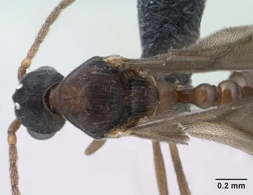 Strumigenys chilo - CASENT0145240