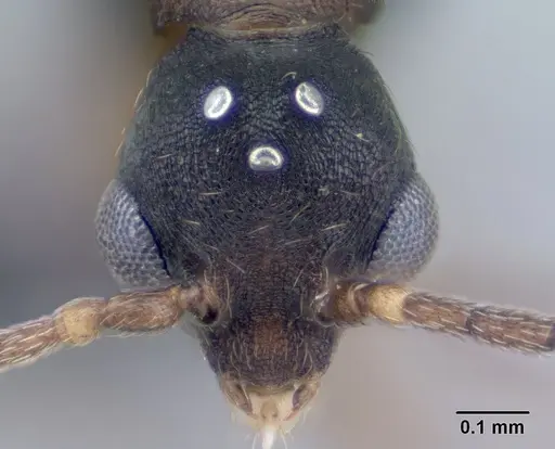 Strumigenys chilo - CASENT0145240