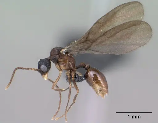 Strumigenys chilo - CASENT0145240