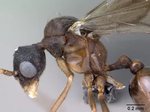 Strumigenys chilo - CASENT0145240