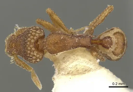 Strumigenys chilo - CASENT0900073