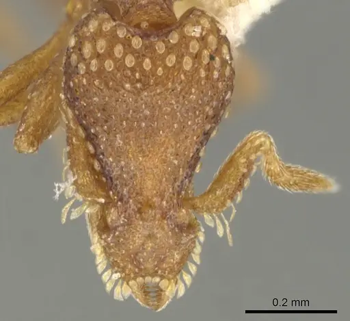 Strumigenys chilo - CASENT0900073