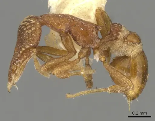 Strumigenys chilo - CASENT0900073