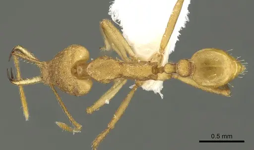 Strumigenys chilo - CASENT0900698