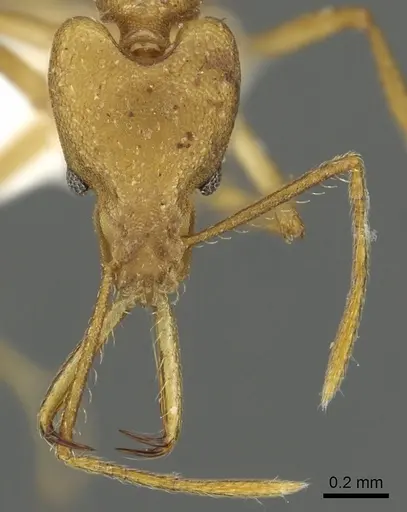 Strumigenys chilo - CASENT0900698