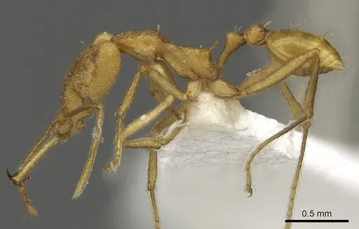 Strumigenys chilo - CASENT0900698