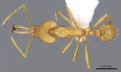 Strumigenys chilo - CASENT0914762