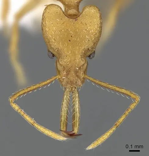 Strumigenys chilo - CASENT0914762