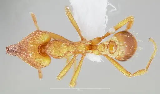 Strumigenys chroa specimen
