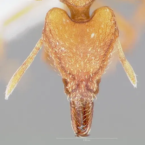 Strumigenys chroa specimen